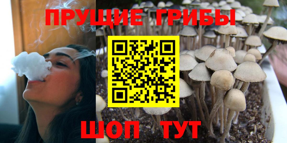 Карпинск  Псилоцибиновые грибы Psilocybe  Вход с VPN 